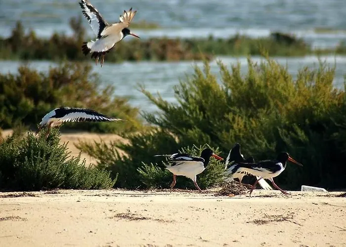A Casa Da Arvore * Faro