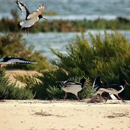 A Casa Da Arvore * Faro